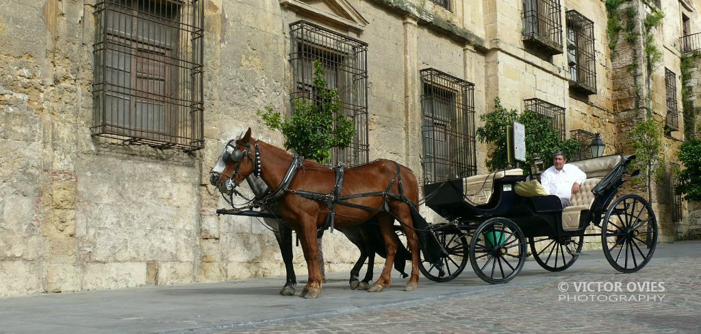 Coche de Caballos